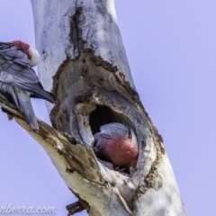 Eolophus roseicapilla at Hughes, ACT - 9 Nov 2019 08:53 AM