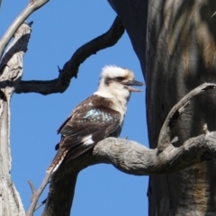 Dacelo novaeguineae (Laughing Kookaburra) at GG42 - 19 Nov 2019 by JackyF