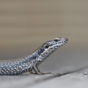 Eulamprus heatwolei at Merimbula, NSW - 12 Nov 2019 03:57 PM