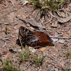 Synemon plana (Golden Sun Moth) at Mulligans Flat - 18 Nov 2019 by DPRees125