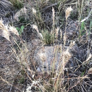 Rytidosperma sp. at Garran, ACT - 19 Nov 2019 07:00 AM