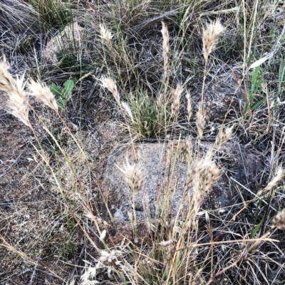 Rytidosperma (genus) (Wallaby Grass) at Garran, ACT - 19 Nov 2019 by ruthkerruish