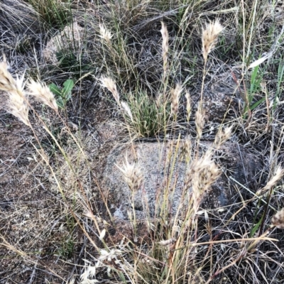 Rytidosperma sp. (Wallaby Grass) at Hughes Garran Woodland - 18 Nov 2019 by ruthkerruish