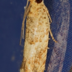 Crocidosema plebejana (Cotton Tipworm Moth) at Kambah, ACT - 20 Nov 2019 by Marthijn