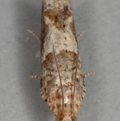 Crocidosema plebejana at Kambah, ACT - 20 Nov 2019 02:41 PM