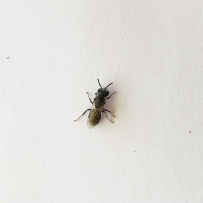 Unverified Bee (Hymenoptera, Apiformes) at Hughes Garran Woodland - 19 Nov 2019 by ruthkerruish