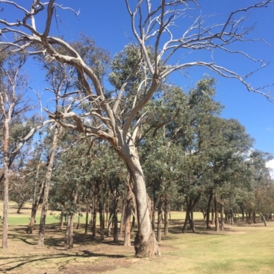 Eucalyptus sp. (dead tree) (Dead Hollow-bearing Eucalypt) at Federal Golf Course - 17 Nov 2019 by Flutteringsparrow2