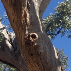 Eucalyptus sp. (dead tree) at Garran, ACT - 17 Nov 2019 03:14 PM