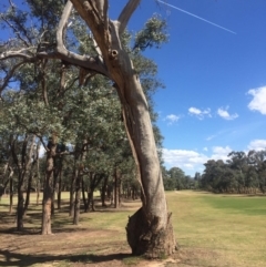 Eucalyptus sp. (dead tree) at Garran, ACT - 17 Nov 2019 03:14 PM