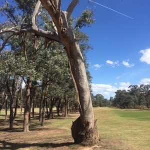 Eucalyptus sp. (dead tree) at Garran, ACT - 17 Nov 2019