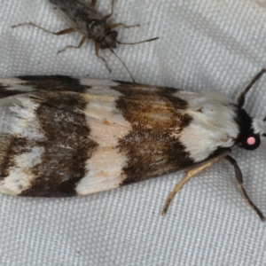 Termessa gratiosa at Rosedale, NSW - 15 Nov 2019 10:03 PM