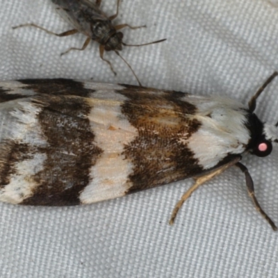 Termessa gratiosa (Termessa gratiosa) at Rosedale, NSW - 15 Nov 2019 by jb2602