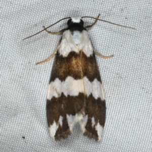 Termessa gratiosa at Rosedale, NSW - 15 Nov 2019