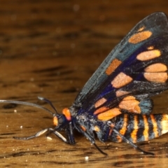 Amata (genus) (Handmaiden Moth) at Rosedale, NSW - 15 Nov 2019 by jb2602