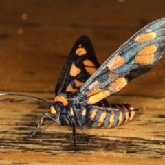 Amata (genus) at Rosedale, NSW - 15 Nov 2019 07:05 AM