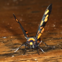 Amata (genus) at Rosedale, NSW - 15 Nov 2019