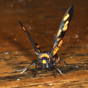 Amata (genus) at Rosedale, NSW - 15 Nov 2019 07:05 AM