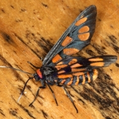 Amata (genus) at Rosedale, NSW - 15 Nov 2019