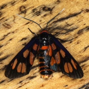 Amata (genus) at Rosedale, NSW - 15 Nov 2019 07:05 AM