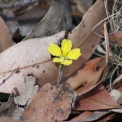 Goodenia hederacea subsp. hederacea (Ivy Goodenia, Forest Goodenia) at Mongarlowe, NSW - 18 Nov 2019 by LisaH