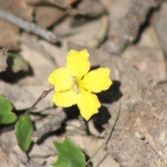 Goodenia hederacea subsp. hederacea at Mongarlowe, NSW - 18 Nov 2019