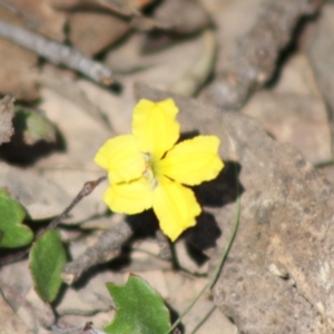 Goodenia hederacea subsp. hederacea at Mongarlowe, NSW - 18 Nov 2019