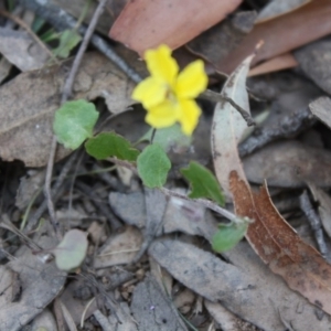 Goodenia hederacea subsp. hederacea at Mongarlowe, NSW - 18 Nov 2019