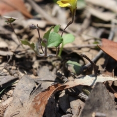 Goodenia hederacea subsp. hederacea at Mongarlowe, NSW - 18 Nov 2019