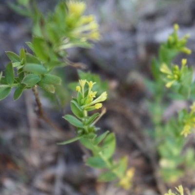 Pimelea curviflora (Curved Rice-flower) at Mongarlowe, NSW - 18 Nov 2019 by LisaH