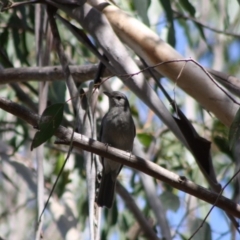 Colluricincla harmonica (Grey Shrikethrush) at Mongarlowe River - 18 Nov 2019 by LisaH