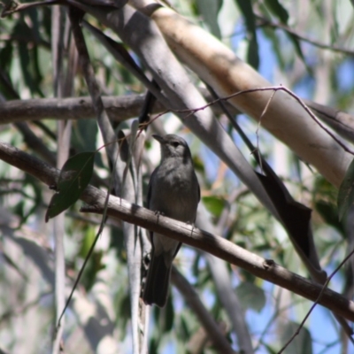 Colluricincla harmonica (Grey Shrikethrush) at Mongarlowe River - 18 Nov 2019 by LisaH