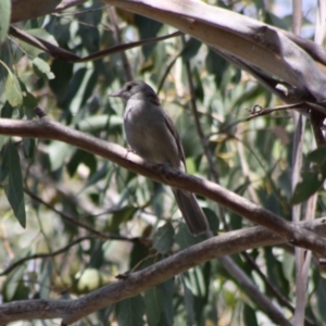 Colluricincla harmonica at Mongarlowe, NSW - 18 Nov 2019