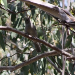 Colluricincla harmonica at Mongarlowe, NSW - 18 Nov 2019 04:45 PM