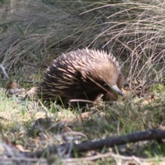 Tachyglossus aculeatus at Mongarlowe, NSW - 18 Nov 2019