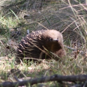 Tachyglossus aculeatus at Mongarlowe, NSW - 18 Nov 2019