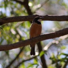 Pachycephala rufiventris (Rufous Whistler) at Mongarlowe River - 18 Nov 2019 by LisaH