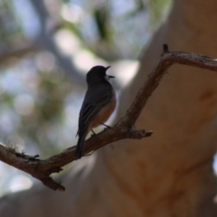 Pachycephala rufiventris at Mongarlowe, NSW - 18 Nov 2019