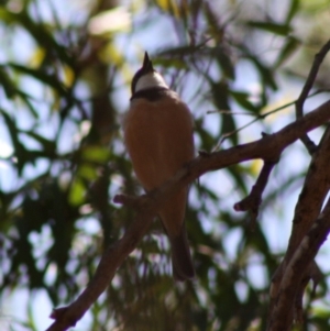 Pachycephala rufiventris at Mongarlowe, NSW - 18 Nov 2019