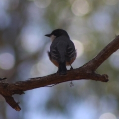 Pachycephala rufiventris at Mongarlowe, NSW - 18 Nov 2019