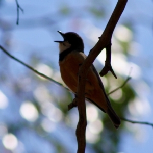 Pachycephala rufiventris at Mongarlowe, NSW - 18 Nov 2019