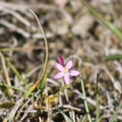 Centaurium sp. (Centaury) at Mongarlowe River - 18 Nov 2019 by LisaH