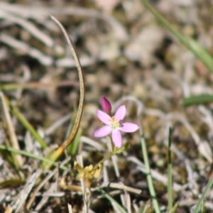 Centaurium sp. at Mongarlowe, NSW - 18 Nov 2019 04:06 PM