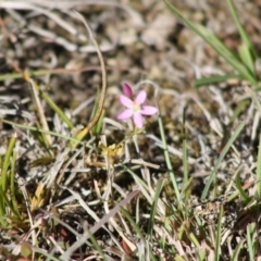 Centaurium sp. at Mongarlowe, NSW - 18 Nov 2019