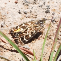 Synemon plana (Golden Sun Moth) at Goorooyarroo NR (ACT) - 18 Nov 2019 by Harrisi