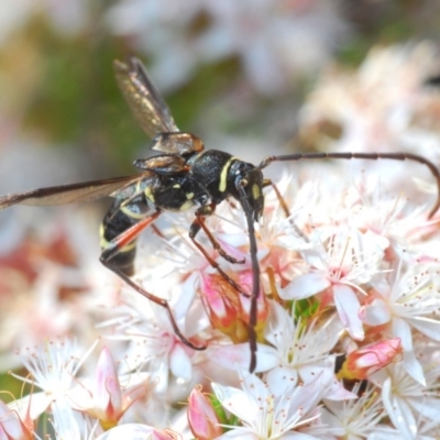 Hesthesis sp. (genus) (Wasp-mimic longicorn beetle) at Tidbinbilla Nature Reserve - 18 Nov 2019 by Harrisi