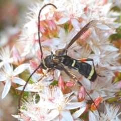 Hesthesis sp. (genus) at Paddys River, ACT - 18 Nov 2019 04:39 PM