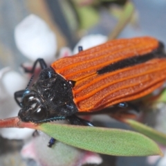 Castiarina nasuta (A jewel beetle) at Cotter River, ACT - 19 Nov 2019 by Harrisi