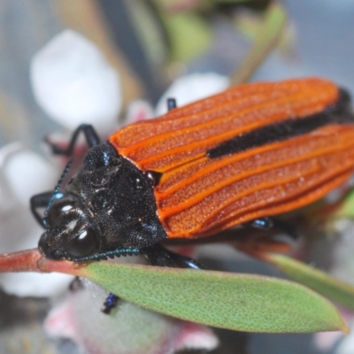 Castiarina nasuta (A jewel beetle) at Cotter River, ACT - 18 Nov 2019 by Harrisi