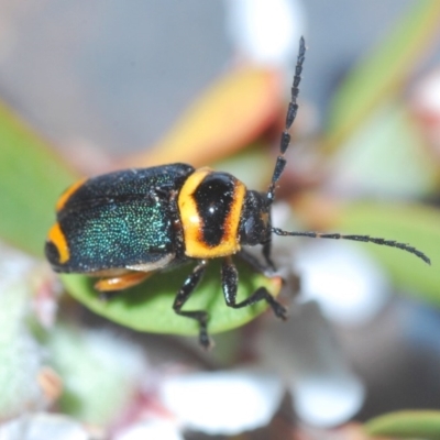 Aporocera sp. (genus) (Unidentified Aporocera leaf beetle) at Throsby, ACT - 18 Nov 2019 by Harrisi