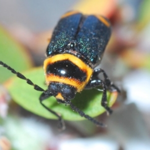 Aporocera sp. (genus) at Throsby, ACT - 19 Nov 2019 12:14 AM